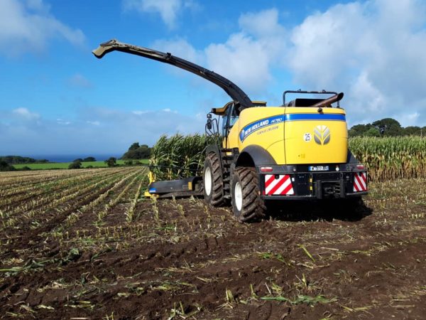Ensilage de maïs 2019 – Image 2