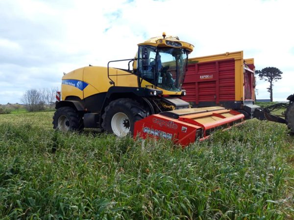 Ensilage d'avoine – Image 2