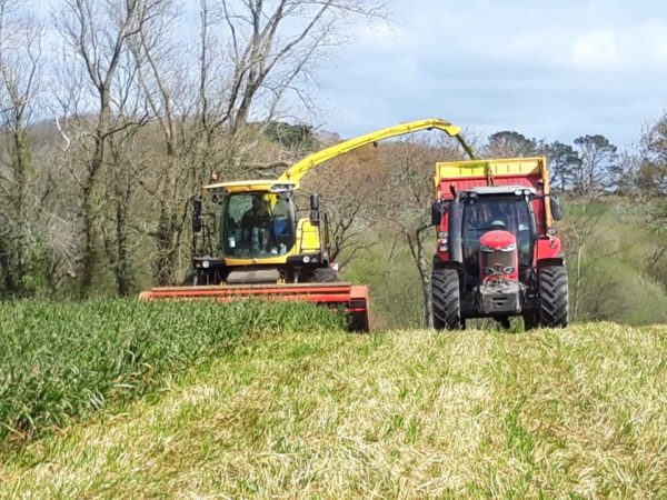 Ensilage d'avoine – Image 3