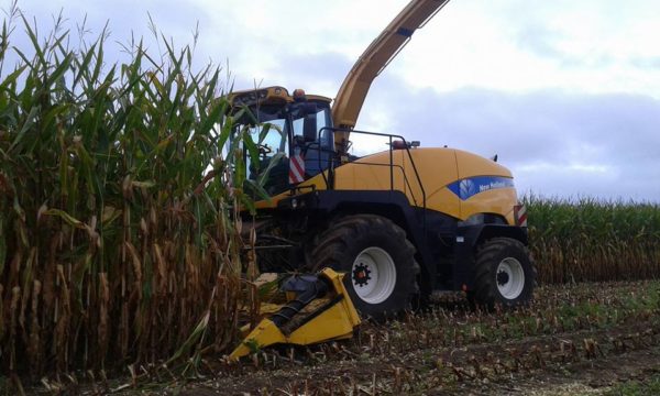 Ensilage 2016
