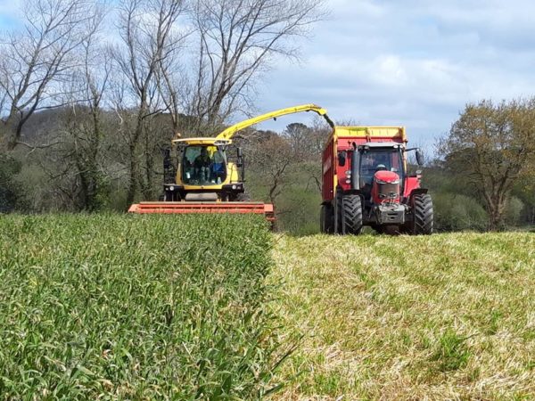 Ensilage d'avoine