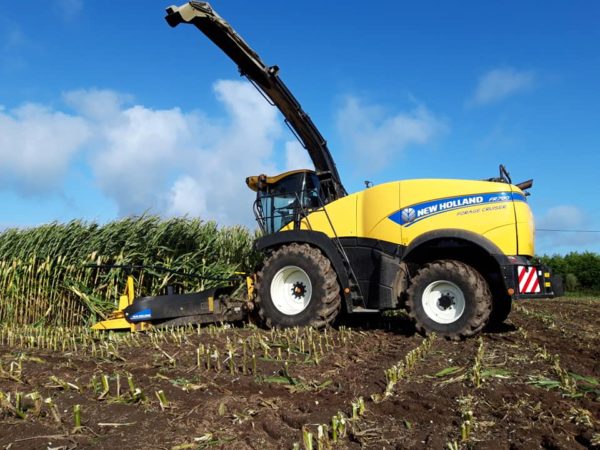 Ensilage de maïs 2019