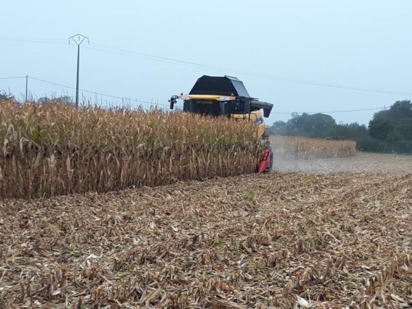 La saison de battage commence et l'ensilage contin...