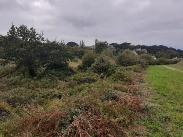 Travaux de restauration de zone humide à Sainte An...