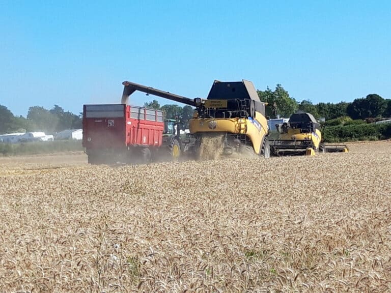 Battage céréales (6)