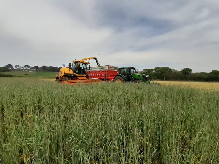 Ensilage Méteil (10)