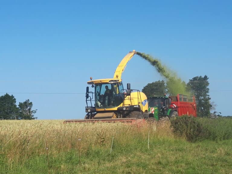 Ensilage Méteil (3)