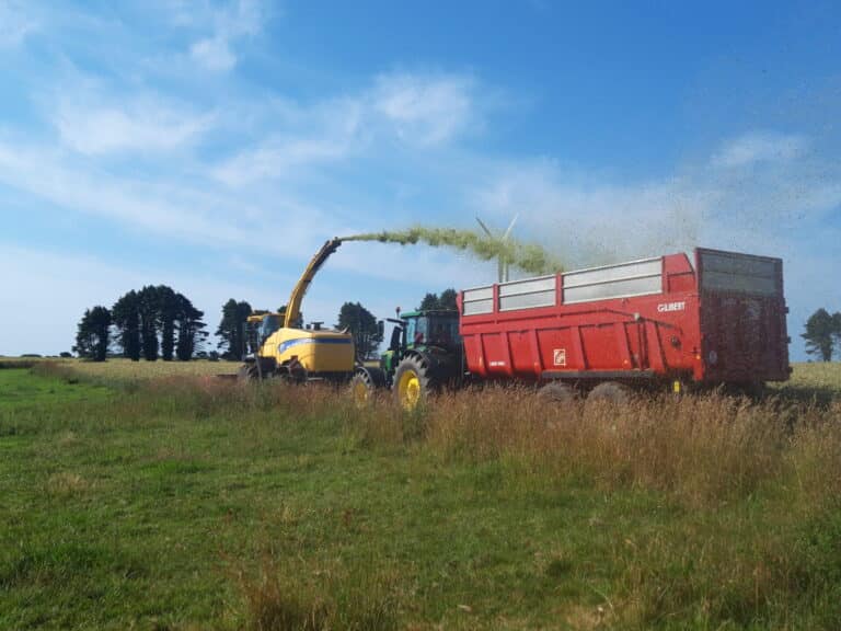 Ensilage Méteil (6)