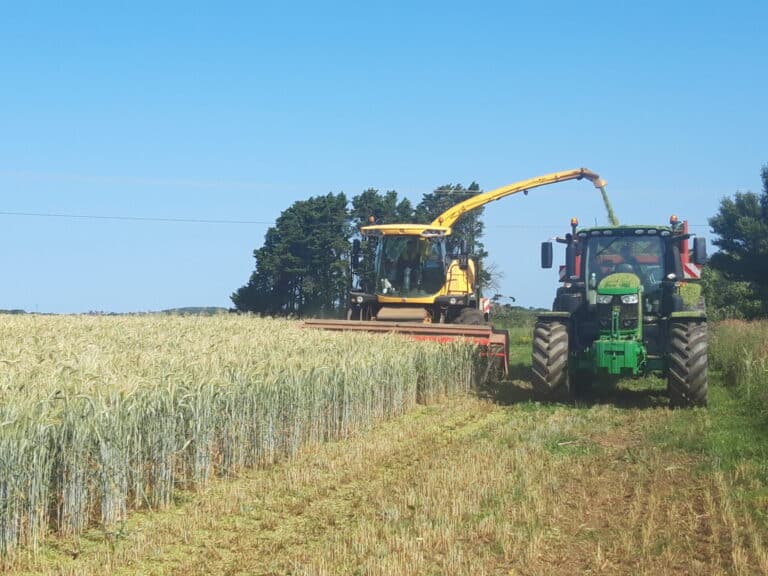 Ensilage Méteil (7)