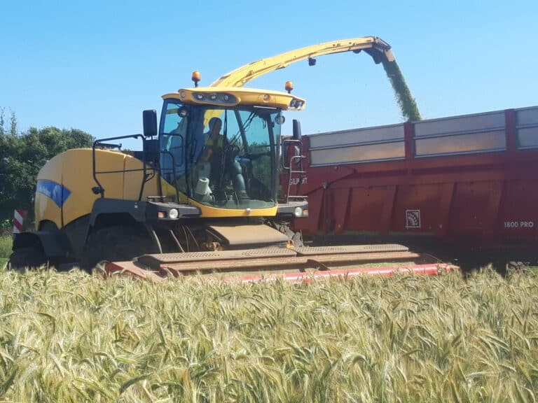 Ensilage Méteil (8)