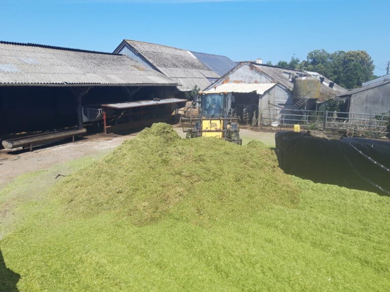 Ensilage Méteil (9)