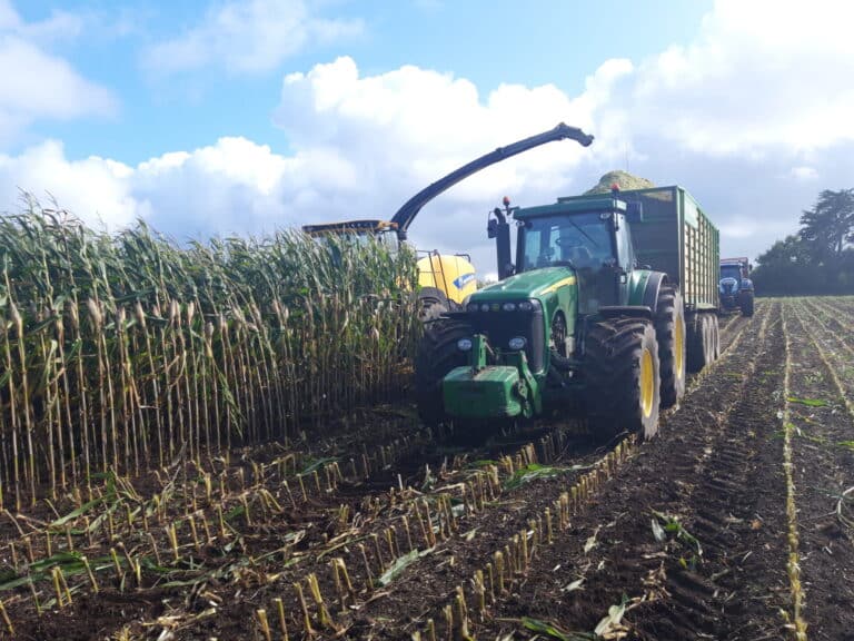 Ensilage de maïs (1)
